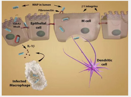 Figure 1 – Route of Infection by MAP