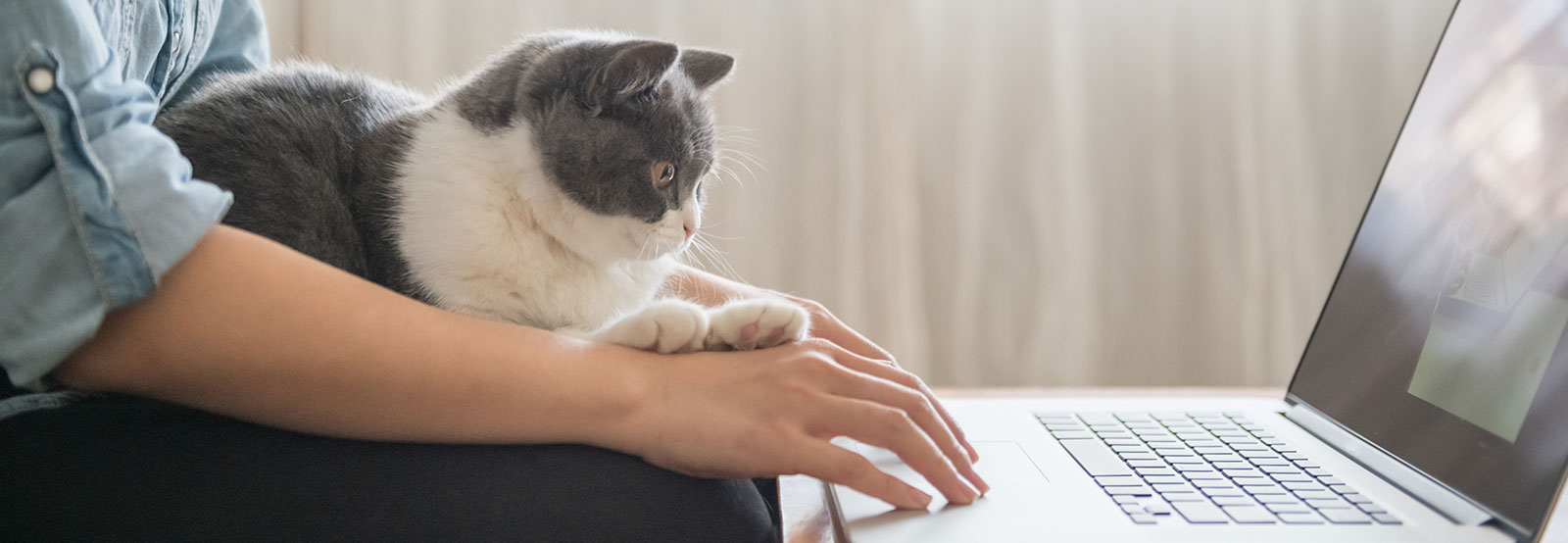 Student working with cat